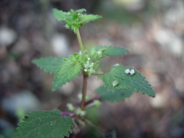 Urtica chamaedryoides